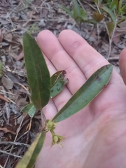 Eugenia involucrata