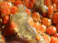 Metandrocarpa taylori