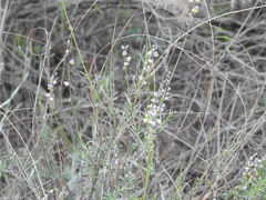 Monnina dictyocarpa