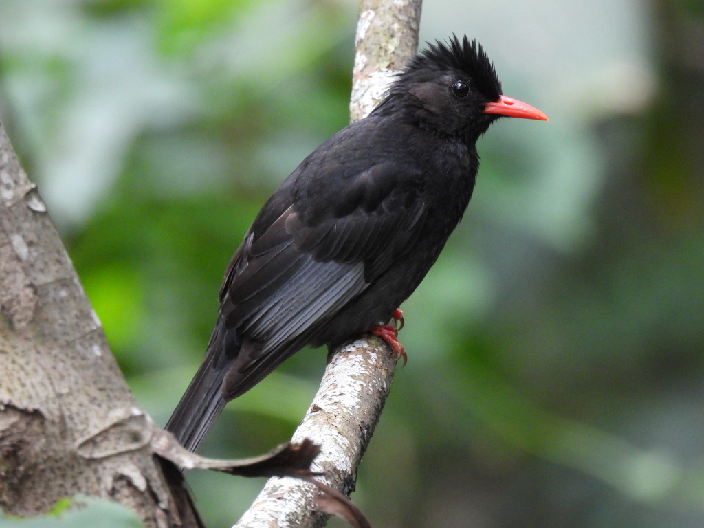 Hypsipetes Bulbuls