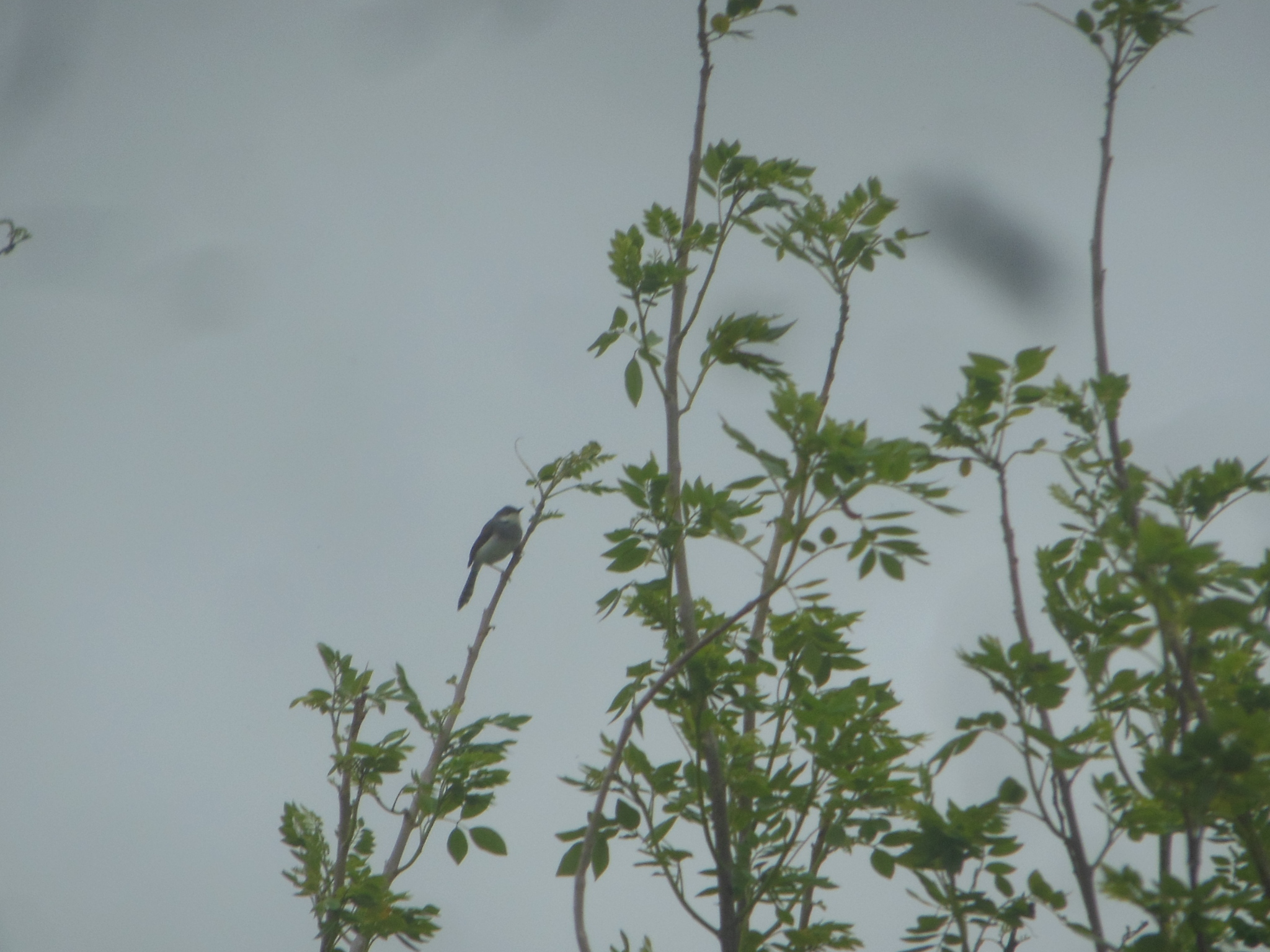 Grey-breasted Prinia