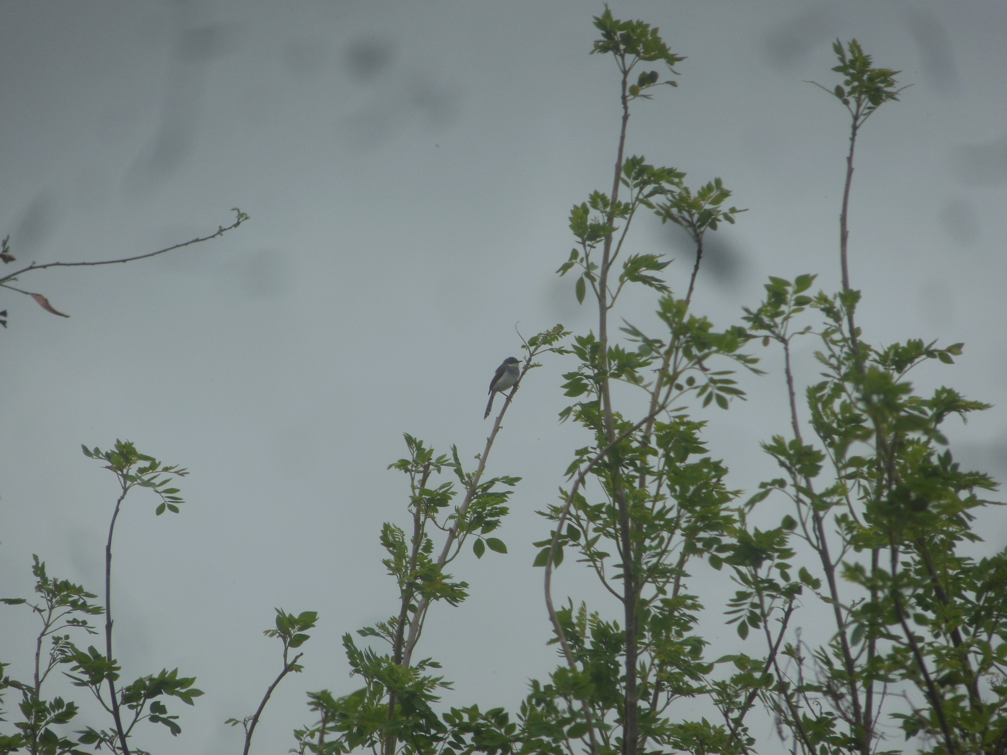 Grey-breasted Prinia