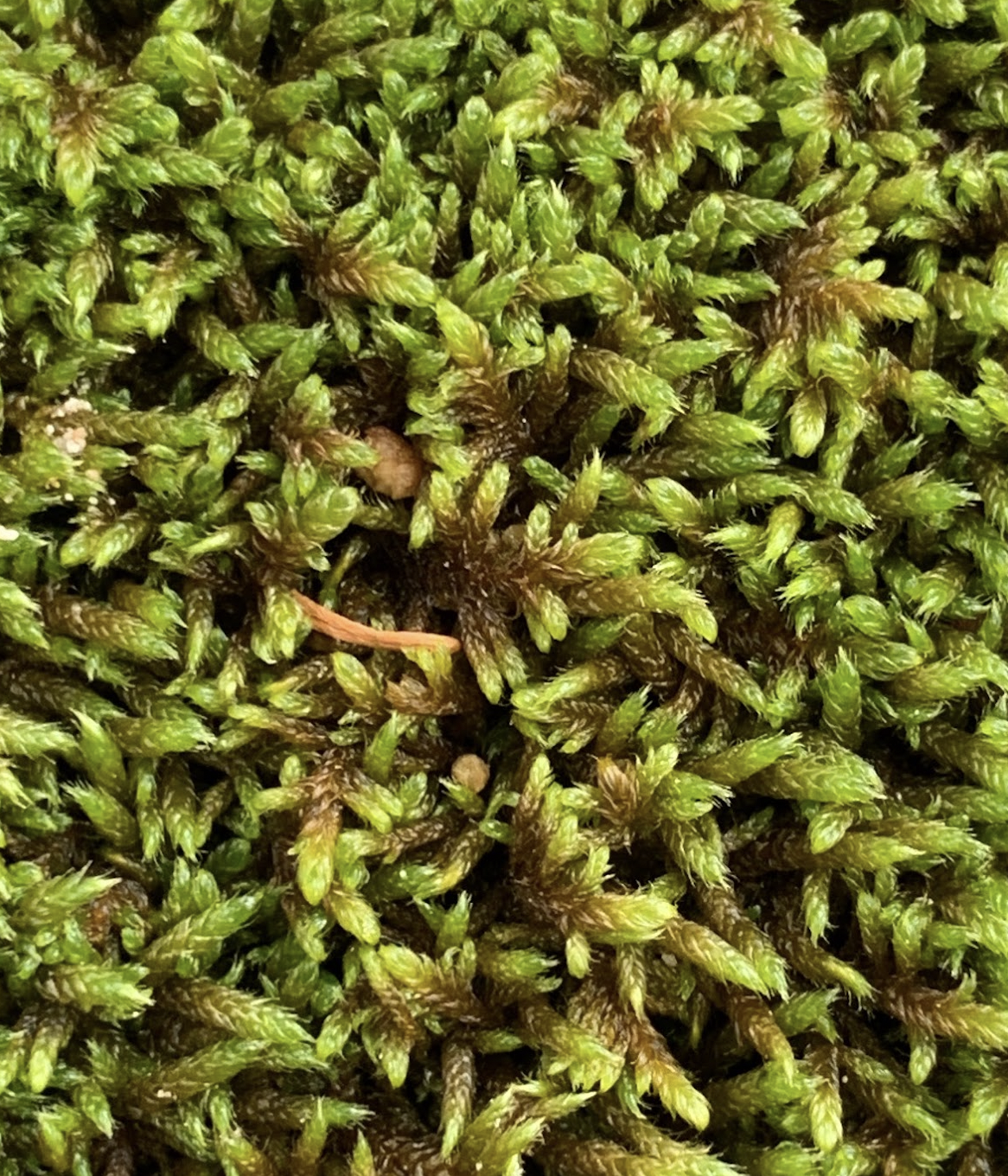 Buckia