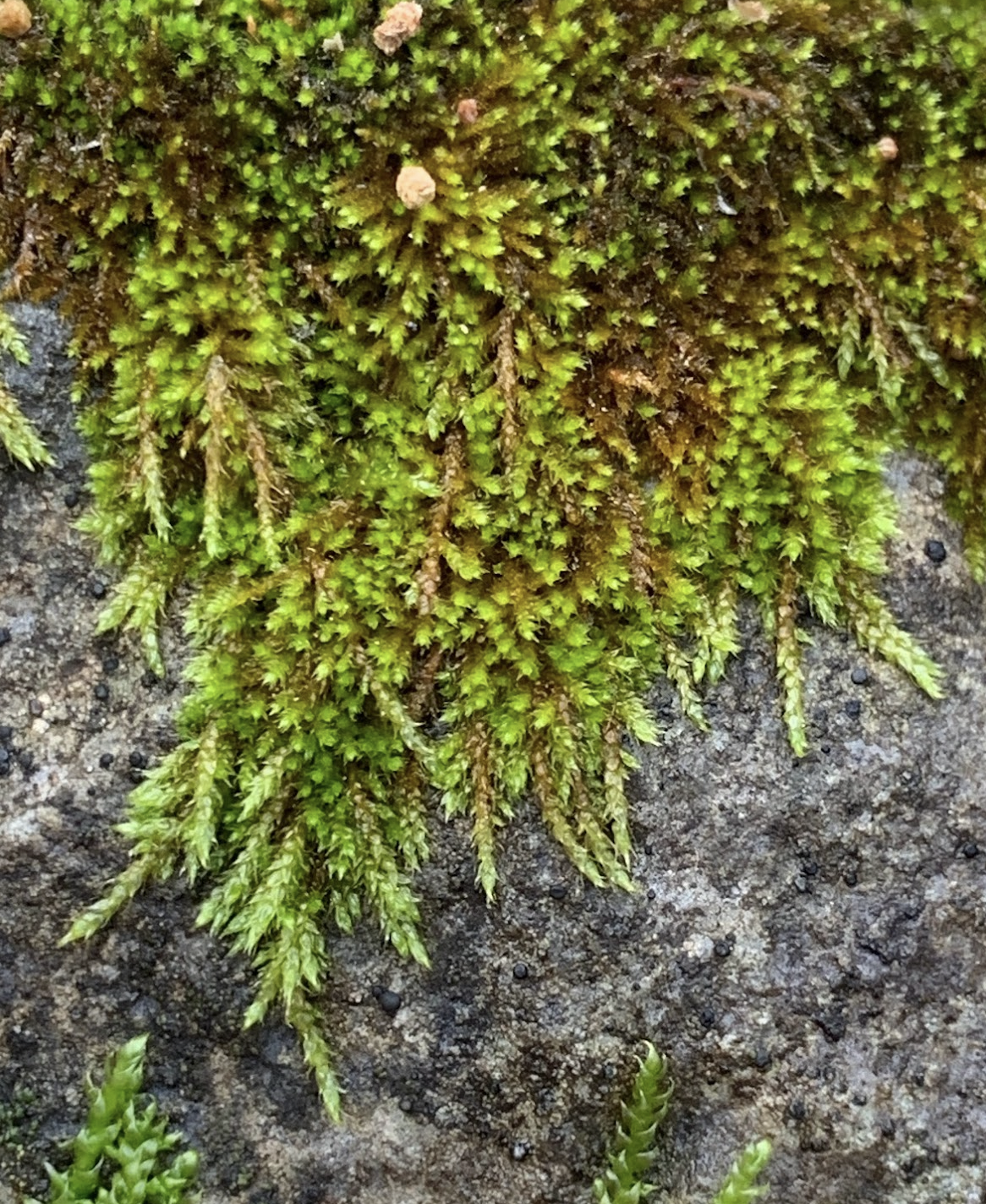 Pseudoleskeella tectorum