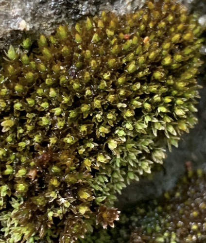 Orthotrichum pellucidum, 2023-06-25