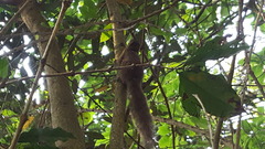 Sciurus aestuans ingrami
