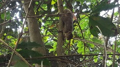 Sciurus aestuans ingrami