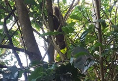 Sciurus aestuans ingrami