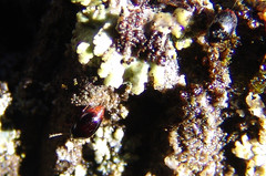 Scaphidiinae