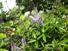 Veronica ligustrifolia