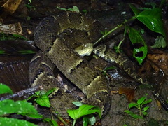 Bothrops osbornei