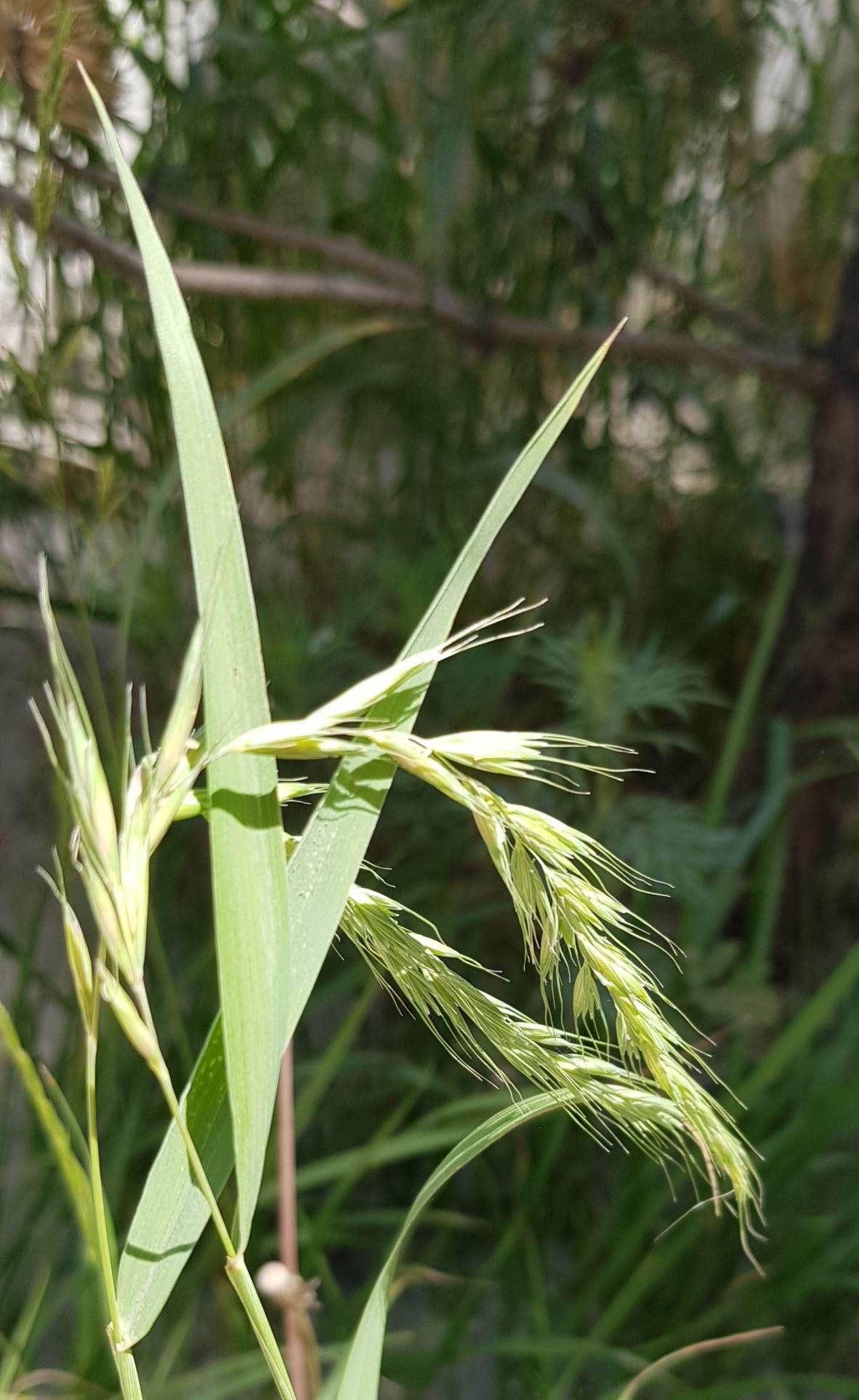 Elymus sibiricus