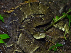 Bothrops osbornei