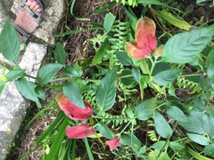 Justicia brandegeeana