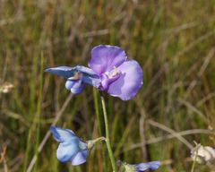 Swainsona procumbens