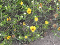 Grindelia pulchella
