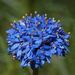 藍針花 - Photo 由 Reiner Richter 所上傳的 (c) Reiner Richter，保留部份權利CC BY-NC-SA