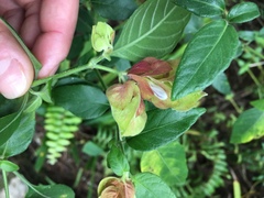 Justicia brandegeeana