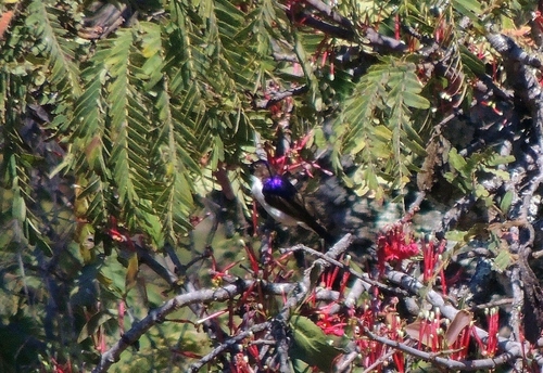 Western Violet-backed Sunbird (Anthreptes longuemarei), photo 3