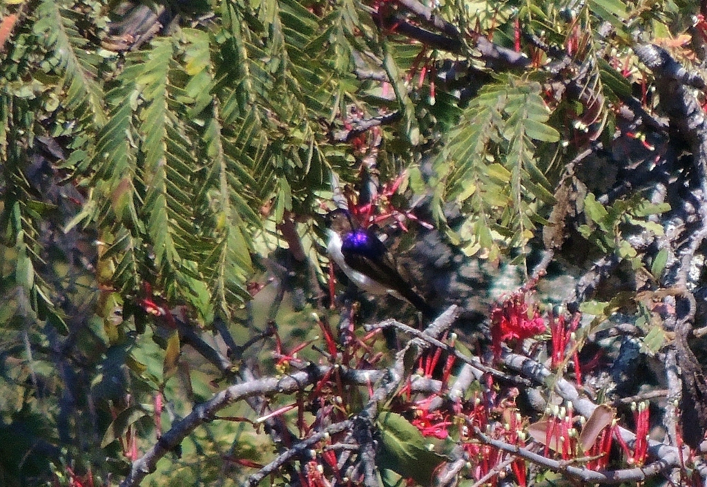 Western Violet-backed Sunbird (Anthreptes longuemarei), photo 3