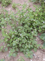 Solanum tweedianum