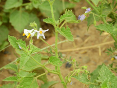 Solanum tweedianum