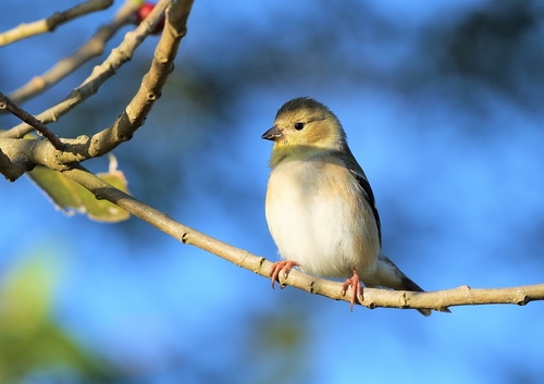 Fringillidae image