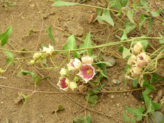 Philibertia gilliesii