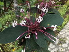 Clerodendrum quadriloculare