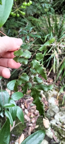 Lygodium reticulatum (Lygodium reticulatum)