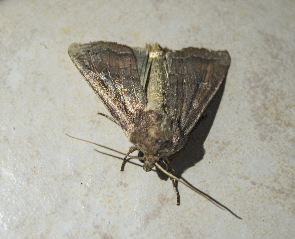 Splendid Brocade