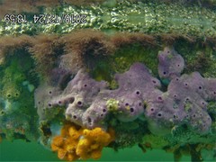 Haliclona implexiformis