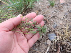 Descurainia pimpinellifolia