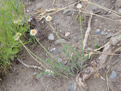 Hysterionica jasionoides