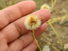Hysterionica jasionoides