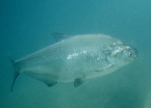 American Gizzard Shad
