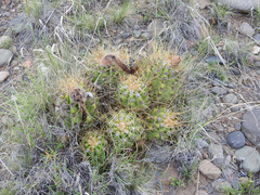 Trichocereus candicans