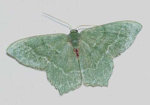 Hemithea aestivaria