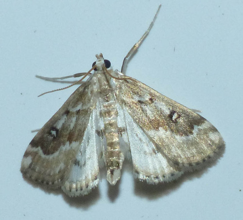 Parapoynx stratiotata