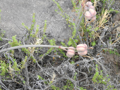 Zephyranthes gilliesiana