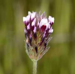 Trifolium dichotomum