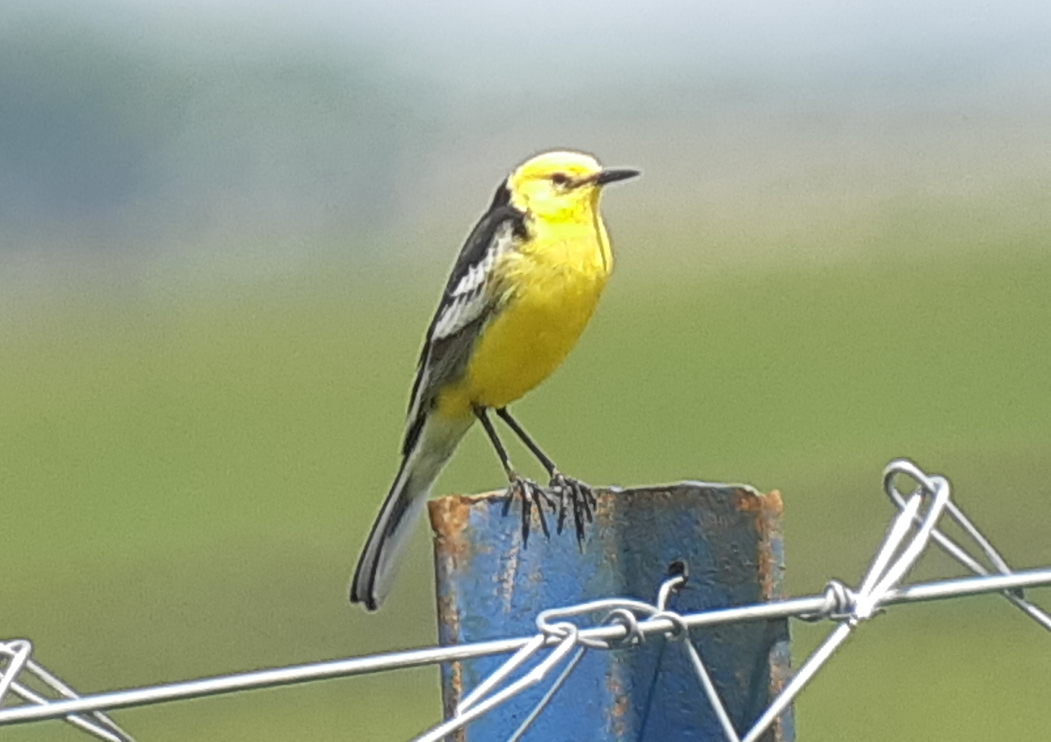 Citrine Wagtail