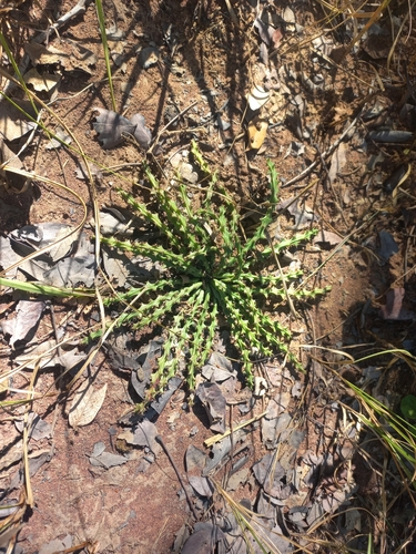 Euphorbia decidua