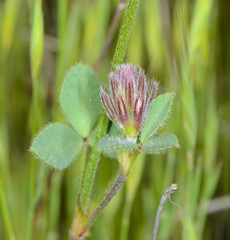 Trifolium dichotomum