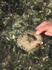 Holothuria mexicana