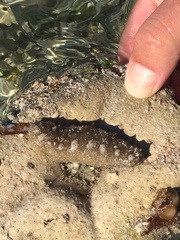 Holothuria mexicana