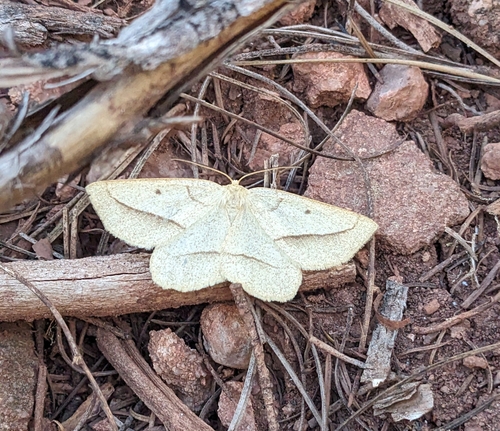 Least-marked Euchlaena Moth photo 4