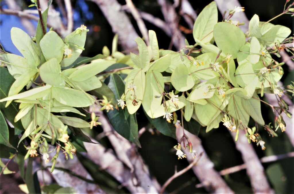 Linostoma decandrum (Linostoma decandrum)