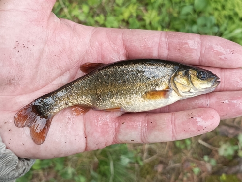 Lake minnow (Rhynchocypris percnurus) — Cyprinidae — 2