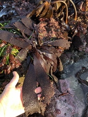 Chondracanthus